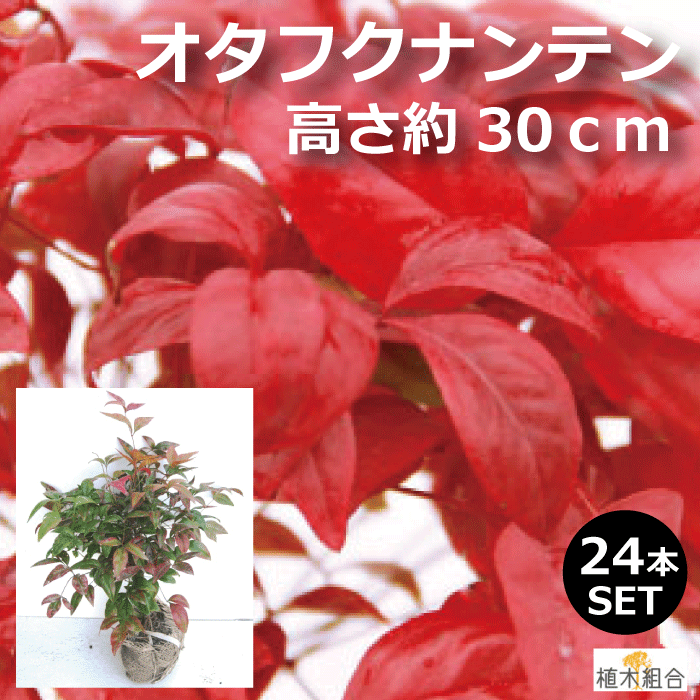 黄緑 緑 冬の紅葉 四季さまざまな葉色に変化する低木 ２４本セット 植木 オタフクナンテン 根巻苗 高さ約30cm 常緑低木 縁起木 お多福南天 五色南天 細い花壇 添え木 アプローチ 玄関前 人気の 植木 庭木 ガーデニング 植木組合より産地直送 植木生産組合直営 植木組合