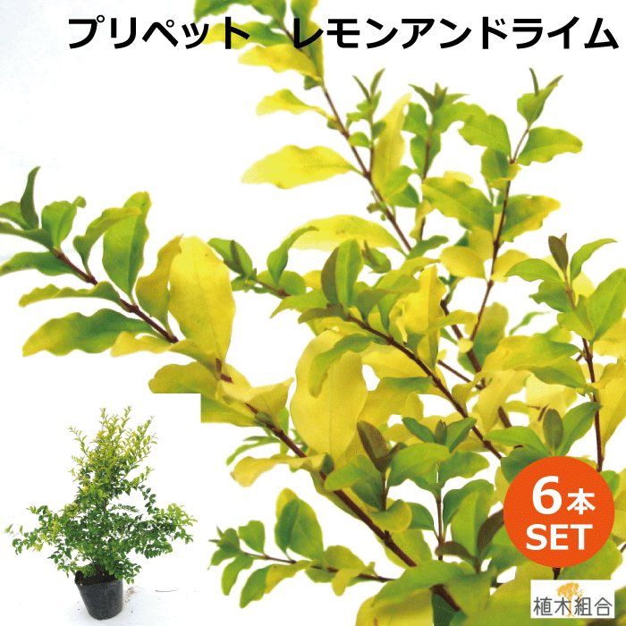 【６本書き割り】プリペット レモンアンドライム 高さ約30ｃｍ 常緑 半常緑 かん木 一般受けの 植木 庭木 ガーデンプランツ ガーデニング 植木一体化より出どころ直送 植木生み出すこと一体化直営