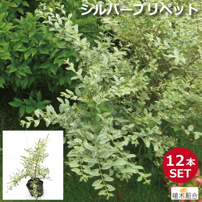 添え木に 洋風 １２本セット 半常緑 植木 １２本セット ガーデンプランツ 高さ約40ｃｍ 植木生産組合直営 植木 植木組合より産地直送 半常緑 庭木 シルバープリペット ガーデニング 常緑 生垣 おしゃれな庭に 人気の 半落葉 低木 植木組合 新品即出荷可