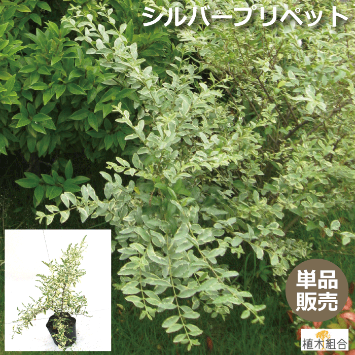 楽天市場 単品販売 シルバープリペット 高さ約40ｃｍ おしゃれな庭に 人気の 植木 庭木 ガーデンプランツ ガーデニング 植木組合より産地直送 植木生産組合直営 常緑 半常緑 半落葉 低木 植木組合