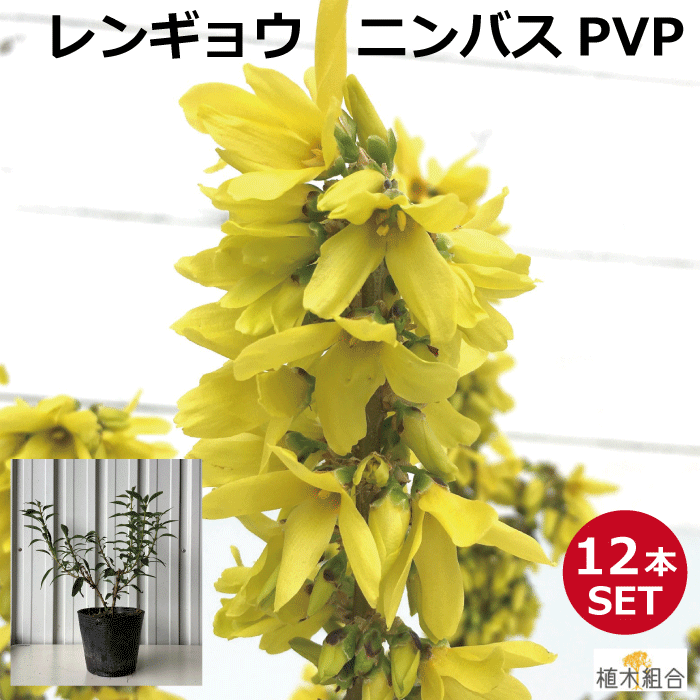 本セット レンギョウ ニンバス Pvp 苗木 高さ約 30 15 ポット入り 月上旬には豪華な黄色の花が咲く 落葉低木 雑木 おしゃれな庭に 人気の 植木 庭木 ガーデンプランツ ガーデニング 植木組合より産地直送 植木生産組合直営 Cdm Co Mz