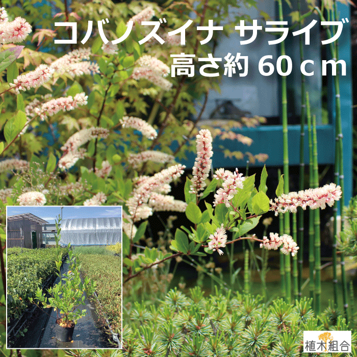 楽天市場 コバノズイナ サライブ 高さ約60ｃｍ 15ｃｍポット入り 紅葉も楽しめる木 落葉低木 雑木 ナチュラル おしゃれな庭に 人気の 植木 庭木 ガーデンプランツ ガーデニング 植木組合より産地直送 植木生産組合直営 植木組合