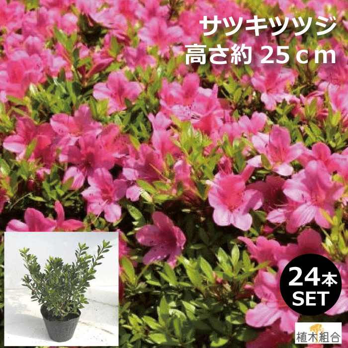 常緑低木 植木組合より産地直送 植木 15ｃｍポット入り さつきつつじ 植木 サツキ ガーデニング 植木生産組合直営 皐月 植木組合 ツツジ 縁取り 低い生垣 添え木に 庭木 ガーデンプランツ ２４本セット 高さ約25ｃｍ 赤花 サツキツツジ