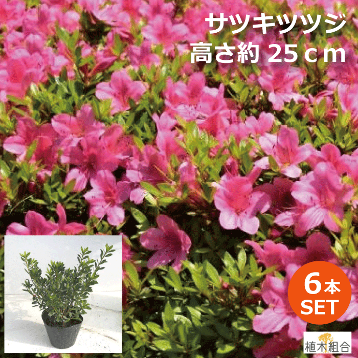 サツキの天然木の飾り物 haniwa-bonsai_140-23100-14