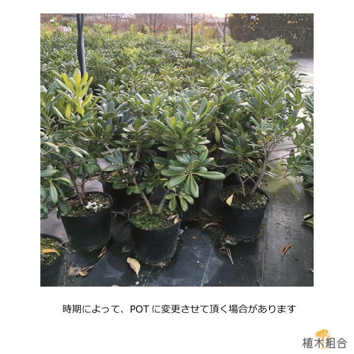 本セット トベラ 高さ約40 常緑低木 リゾートガーデン モダン ナチュラル 洋風 和洋折衷 おしゃれな庭に 人気の 植木 庭木 ガーデニング 植木組合より産地直送 植木生産組合直営 Spotbuycenter Com