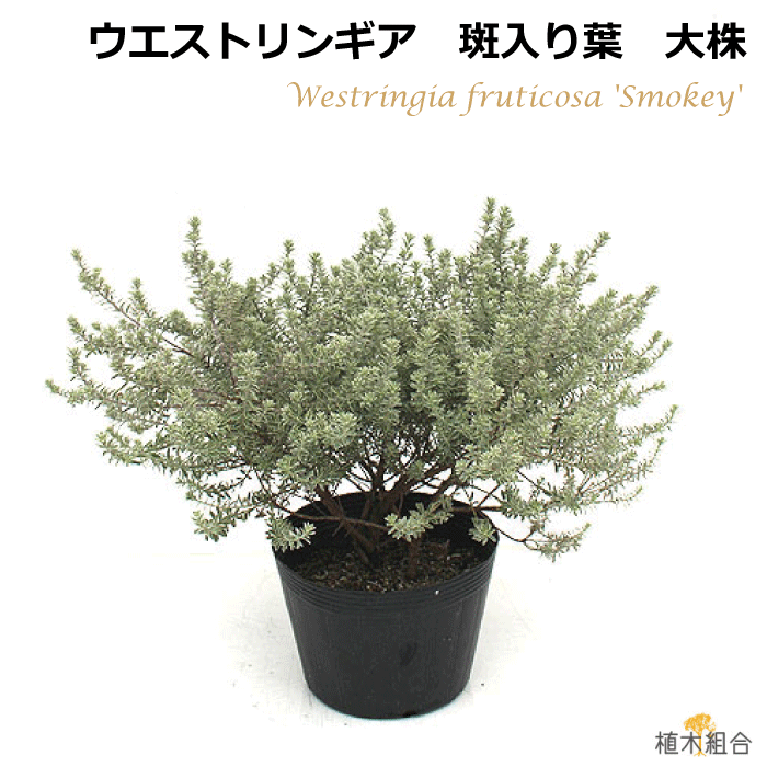 楽天市場 大株21ｃｍポット入 ウエストリンギア 斑入り葉 白斑 スモーキー オーストラリアン ローズマリー 高さ約30ｃｍ バリエガータ 常緑低木 シルバーリーフ おしゃれな庭に 人気の 植木 庭木 ガーデニング 植木組合より産地直送 植木生産組合直営 植木組合