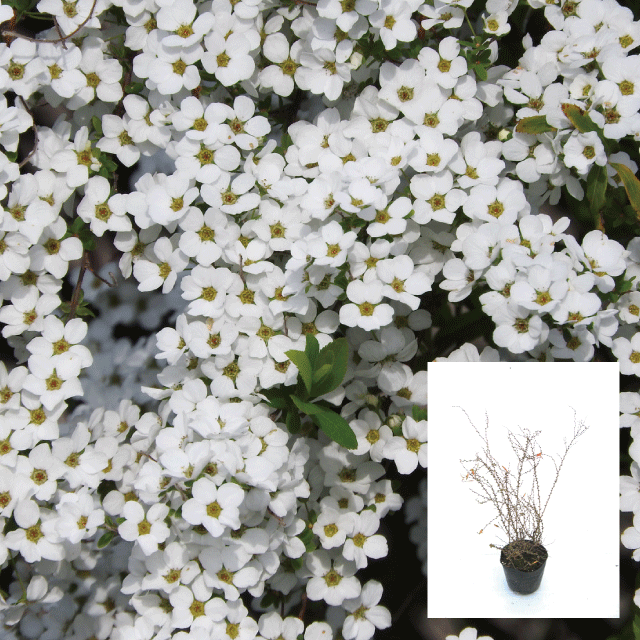 【仕掛ける売りわたす】ユキヤナギ 白花 高さ約30ｃｍ 12～15ｃｍポット入り口・入口 落葉かん木（冬は落葉した物質の状態です） 白いこと庭園 雪柳 ゆきやなぎ 早春の花 雑木 自然的 今めかしいな庭に 一般受けの 植木 庭木 ガーデニング 植木一体化より出どころ直送 植木生み出すこと一体化直営