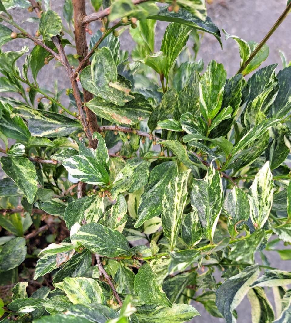 楽天市場】姫サカキ 苗 【斑入りヒサカキ 残雪 （ざんせつ）】 ポット