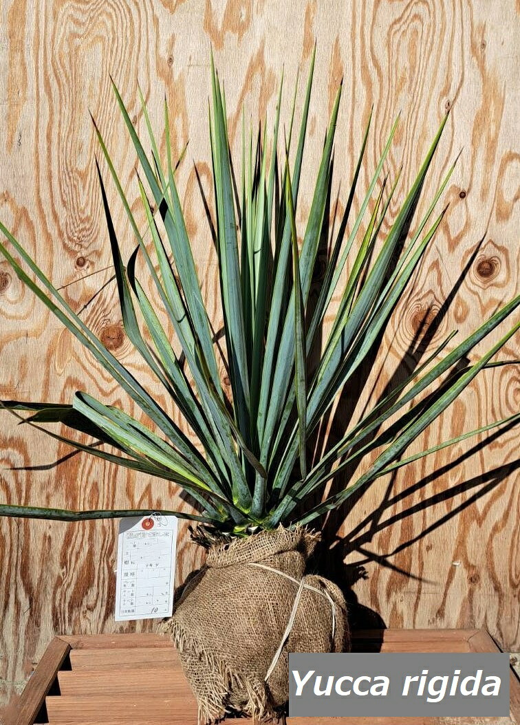 【限定発売】ユッカ　リギダ　高さ約50～60ｃｍ鉢含まず　根巻　Yucca rigida｜植木組合 15,466円