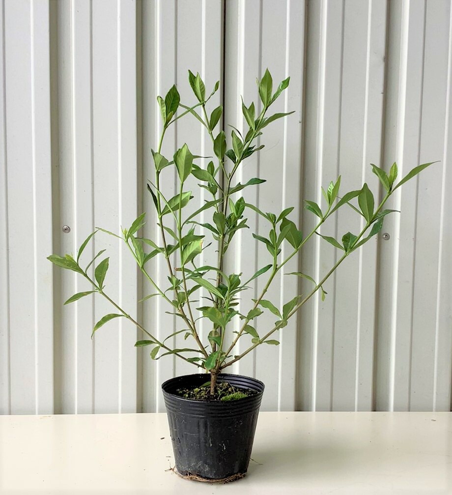 【仕掛ける売りわたす】コクチナシ 高さ約30糎 12ｃｍポット入り口・入口（小梔子）八重・一重は選べません 気どらずに樹形 芳ばしさの花木 白いこと庭園 自然的 今めかしいな庭に 一般受けの 植木 庭木 ガーデニング 植木一体化より出どころ直送 植木生み出すこと一体化直営