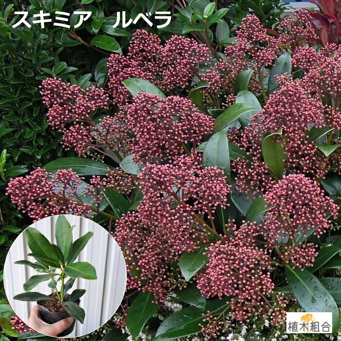 楽天市場】スキミア マジックマルロー 3.5号苗 : 千草園芸