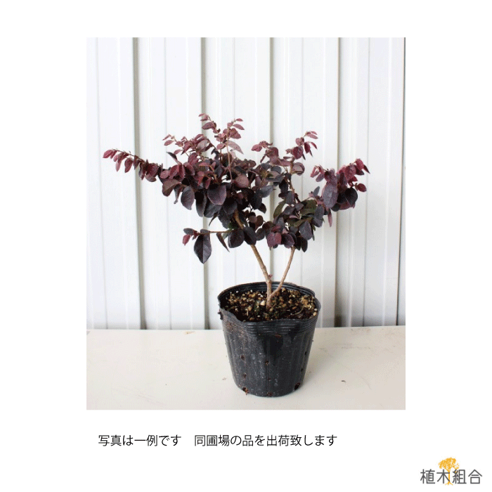 高さ約40m 植木 おしゃれな庭に トキワマンサク 植木 植木組合より産地直送 12本セット 15cmポット入り 常緑樹 赤葉赤花 人目をひく個性的な色 人気の 植木組合より産地直送 常盤万作 庭木 おしゃれな庭に ガーデニング 植木生産組合直営 高さ約40m 植木 おしゃれな庭に トキワマンサク 植木 植木組合より産地直送 12本セット 15cmポット入り 常緑樹 赤葉赤花 人目をひく個性的な色 人気の 植木組合より産地直送 常盤万作 庭木 おしゃれな庭に ガーデニング 植木生産組合直営