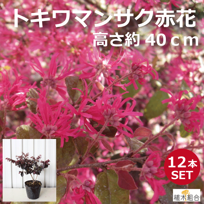 高さ約40m 植木 おしゃれな庭に トキワマンサク 植木 植木組合より産地直送 12本セット 15cmポット入り 常緑樹 赤葉赤花 人目をひく個性的な色 人気の 植木組合より産地直送 常盤万作 庭木 おしゃれな庭に ガーデニング 植木生産組合直営 高さ約40m 植木 おしゃれな庭に トキワマンサク 植木 植木組合より産地直送 12本セット 15cmポット入り 常緑樹 赤葉赤花 人目をひく個性的な色 人気の 植木組合より産地直送 常盤万作 庭木 おしゃれな庭に ガーデニング 植木生産組合直営