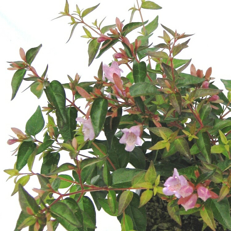 【セット販売】アベリア　赤花（ピンク花）　エドワードゴーチャ　苗　高さ20ｃｍ　12ｃｍポット入り　常緑　半常緑　低木　おしゃれな庭に　人気の　植木　庭木　ガーデニング 植木組合より産地直送　植木生産組合直営