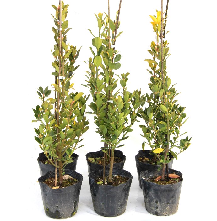 黄金マサキ　高さ約60ｃｍ 　15ｃｍ（５号）ポット入り　おしゃれな庭に　人気の　植木　庭木　ガーデニング 植木組合より産地直送　植木生産組合直営