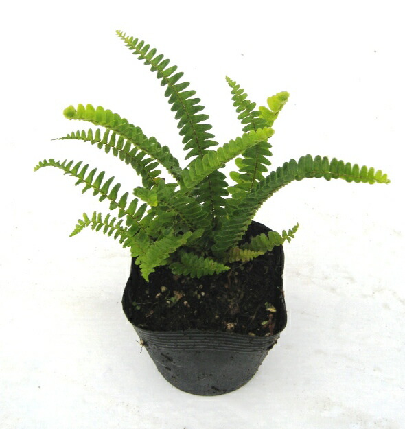 完売【植木】岩松