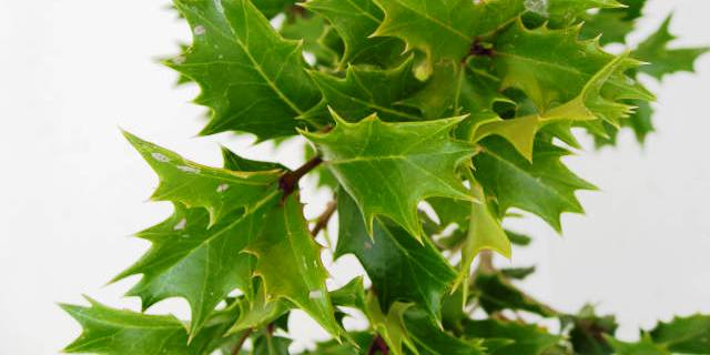 楽天市場 ヒイラギ 高さ約40ｃｍ 洋風でも縁起木を植えよう 柊 鬼門 常緑 人気の 植木 庭木 ガーデニング 植木組合より産地直送 植木生産組合直営 オニヒイラギ 鬼柊 植木組合