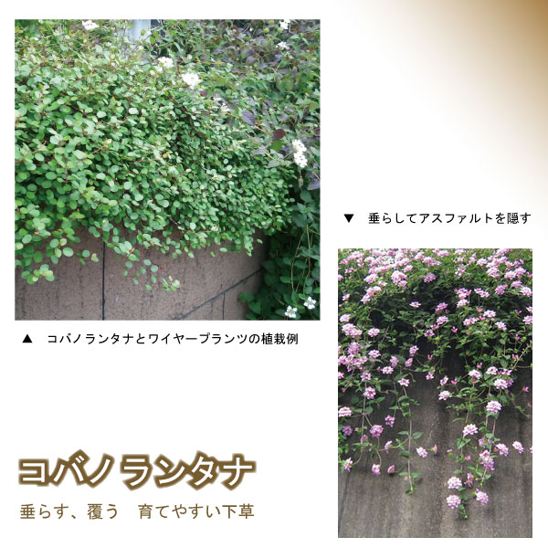 個セット コバノランタナ ピンク 苗 垂れる覆うセンスのある庭に 常緑低木 おしゃれな庭に 人気の 植木 庭木 ガーデンプランツ ガーデニング 植木組合より産地直送 植木生産組合直営 9 10 5 ポット入り苗 Painfreepainrelief Com