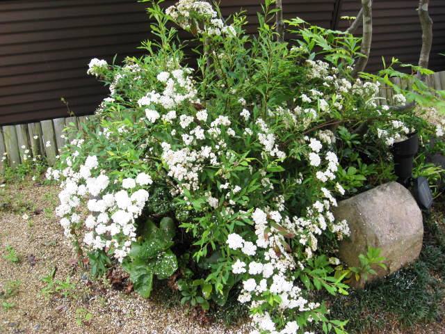 すべての花の画像 これまでで最高のコデマリ 庭木