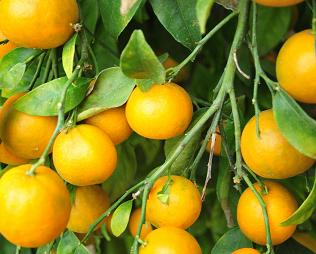 ソース画像を表示