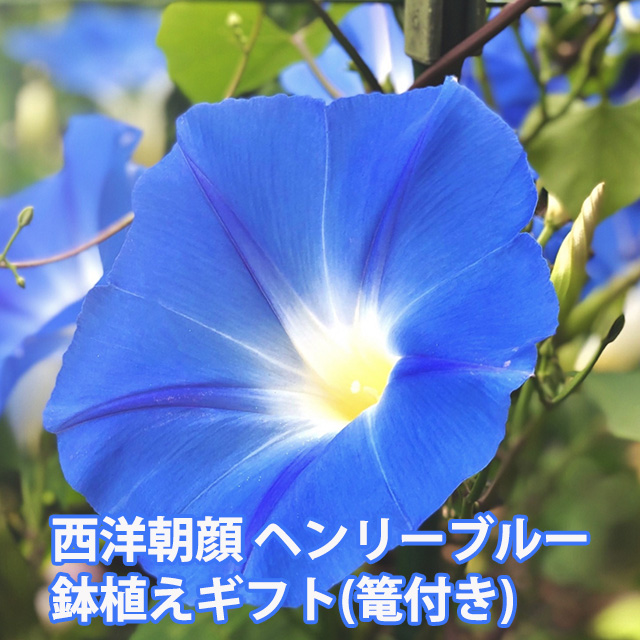 楽天市場 あす楽 14時まで 朝顔鉢植え 朝顔の鉢植え 朝顔 朝顔市 鉢花 花鉢 あさがお アサガオ 鉢植え フラワーギフト 中元 ギフト 誕生日 プレゼント 花のギフト社 花のギフト社onlineshop