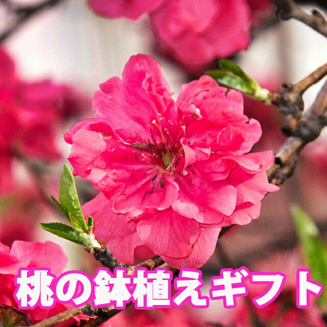 【楽天市場】南京桃 桃 5寸 5号 桃の花 鉢植え ひな祭り 桃の節句 花桃 花鉢 鉢花 なんきんもも しだれ桃 フラワー ギフト 花 プレゼント  お祝い 記念 贈り物 サプライズひなまつり 花 ひな祭り アレンジ ギフト 桃 枝 飾り アレンジメント プレゼント 苗 雛人形 ...