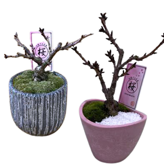楽天市場 桜 盆栽 さくら サクラ 一才桜 旭山 ミニ盆栽 ギフト プレゼント ひな祭り 桃の節句 ホワイトデー 卒業 入学 送別 お供え 誕生日 結婚記念日あさひやま 陶器鉢 コケ玉 送料無料 鉢植え 苗木 さくら 室内 しだれ桜 桜の木 おしゃれ 盆栽鉢 小品盆栽 啓翁桜 花