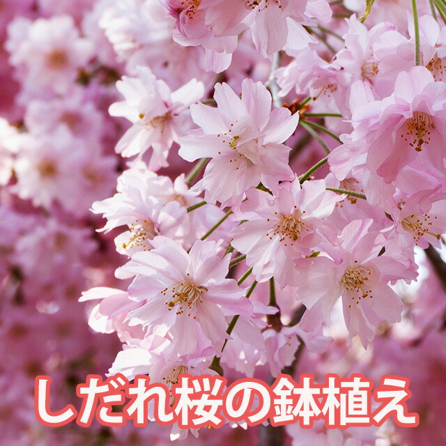 楽天市場】しだれ桜 枝垂桜 枝垂れ桜 桜 盆栽 ミニ盆栽 鉢植え お悔やみ の花 花鉢植え お祝い フラワーアレンジメント ペット お供え 花束  プレゼント グッズ 花ギフト誕生日 結婚記念日 送別 卒業 入学 ギフト 花見 誕生日 結婚記念日 送別 卒業 入学 シダレザクラ 松 梅