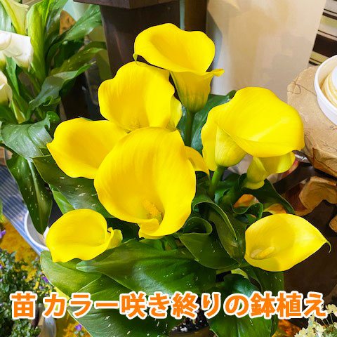 お花の苗　ブルーピンク　黄色 楽天市場】いい夫婦の日 カラー 鉢植え 苗 咲き終り 色が選べる 3個