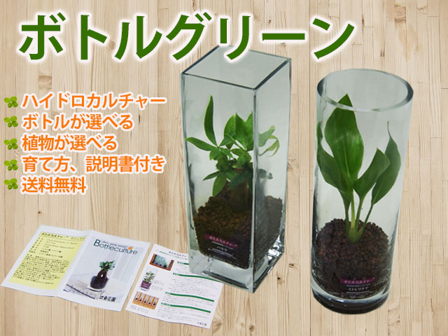 クリエイターの日時 付届 贈呈品 グリーインテリア装飾 観葉植物 貨物輸送無料 瓶教養 パキラ ハイドロカルチャー インテリア ガジュマル パキラ ソテツ ストレチア サンスベリア 骨髄消化 100円 300円 500円 Doorswindowsstairs Co Uk