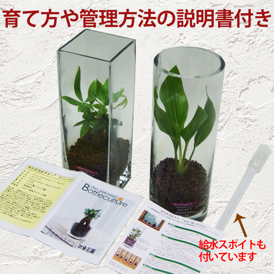 クリエイターの日時 付届 贈呈品 グリーインテリア装飾 観葉植物 貨物輸送無料 瓶教養 パキラ ハイドロカルチャー インテリア ガジュマル パキラ ソテツ ストレチア サンスベリア 骨髄消化 100円 300円 500円 Doorswindowsstairs Co Uk