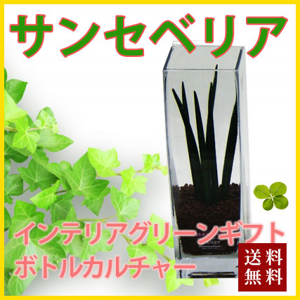 お中元 盆 戴き物 付け届け グリー家什 観葉草木 貨物輸送無料 ビンシビリゼーション サンセベリア ハイドロカルチャー インテリア ガジュマル パキラ ソテツ ストレチア サンスベリア 科条消化 100丸 300円 500円 Hotjobsafrica Org