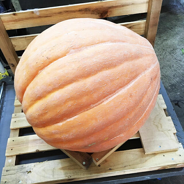 ハロウィン かぼちゃ 1個 特大 カボチャ アトランティックジャイアント 生かぼちゃ 飾り