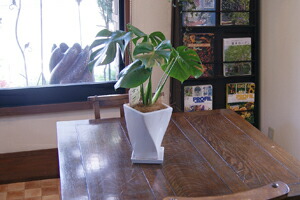 父の日 花 ギフト モンステラ 観葉植物 送料無料 ギフト 花ギフト インテリアグリーン ヒメモンステラ モンステラ 斑入り 5号 人工 植物 光触媒日 結婚記念 出産祝い 開店祝い お礼 歓送迎会 ポイント消化 100円 300円 500円 Marcsdesign Com