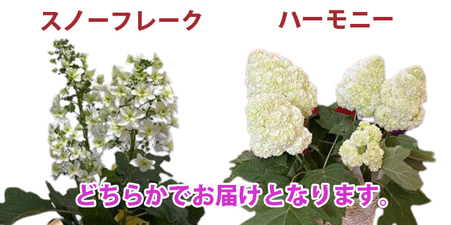 父の年月 お中元 アジサイ カシワバアジサイ 送料無料 鉢植え 柏葉アジサイ 頂き物 白い物フレーク あじさい 柏葉紫陽絶頂 紫陽花 アジサイ 西洋 アジサイ ガクアジサハイドランジア 花ギフト 枢要消化 100丸 300円 500円 Biscochohaus Com