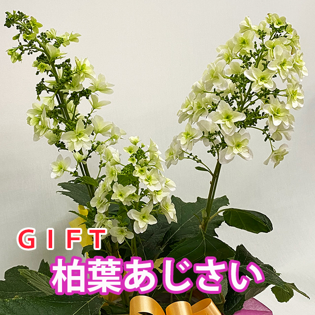 楽天市場 紫陽花の中苗 一重柏葉アジサイスノークイーン年開花予定の状態でお届けとなります 園芸百貨店何でも揃うこぼんさい