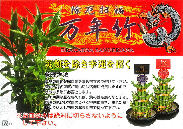 観葉植物 ミリオンバンブー 特大 ミリオンバンブー 段積 送料無料 開運竹 お彼岸 富貴竹 水耕栽培 ミニ ハイドロカルチャー サンデリーナ 誕生日 開店 厄除け 敬老の日 結婚記念日 風水 竹 シュロチク ポイント消化 100円 300円 500円 Konsepnews Com