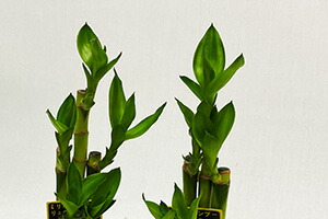 観葉植物 ミリオンバンブー ミニ ギフト 2個 セット 送料無料 開運竹 お彼岸 富貴竹 水耕栽培 ミニ ハイドロカルチャー サンデリーナ 敬老の日 誕生日 開店 厄除け 敬老の日 結婚記念日 風水 竹 シュロチク ポイント消化 100円 300円 500円 Educaps Com Br 観葉植物 ミリオンバンブー ミニ ギフト 2個 セット 送料無料 開運竹 お彼岸 富貴竹 水耕栽培 ミニ ハイドロカルチャー サンデリーナ 敬老の日 誕生日 開店 厄除け 敬老の日 結婚記念日 風水 竹 シュロチク ポイント消化 100円 300円 500円 Educaps Com Br