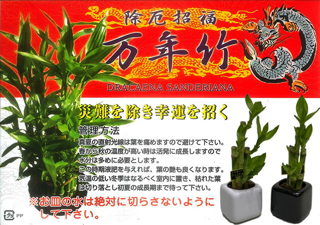 観葉植物 ミリオンバンブー ミニ ギフト 2個 セット 送料無料 開運竹 お彼岸 富貴竹 水耕栽培 ミニ ハイドロカルチャー サンデリーナ 敬老の日 誕生日 開店 厄除け 敬老の日 結婚記念日 風水 竹 シュロチク ポイント消化 100円 300円 500円 Educaps Com Br 観葉植物 ミリオンバンブー ミニ ギフト 2個 セット 送料無料 開運竹 お彼岸 富貴竹 水耕栽培 ミニ ハイドロカルチャー サンデリーナ 敬老の日 誕生日 開店 厄除け 敬老の日 結婚記念日 風水 竹 シュロチク ポイント消化 100円 300円 500円 Educaps Com Br
