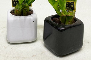 観葉植物 ミリオンバンブー ミニ ギフト箱入り 送料無料 開運竹 お彼岸 富貴竹 水耕栽培 ミニ ハイドロカルチャー サンデリーナ 敬老の日 誕生日 開店 厄除け 敬老の日 結婚記念日 風水 竹 シュロチク ポイント消化 100円 300円 500円 Korkmazmauritius Com 観葉植物 ミリオンバンブー ミニ ギフト箱入り 送料無料 開運竹 お彼岸 富貴竹 水耕栽培 ミニ ハイドロカルチャー サンデリーナ 敬老の日 誕生日 開店 厄除け 敬老の日 結婚記念日 風水 竹 シュロチク ポイント消化 100円 300円 500円 Korkmazmauritius Com