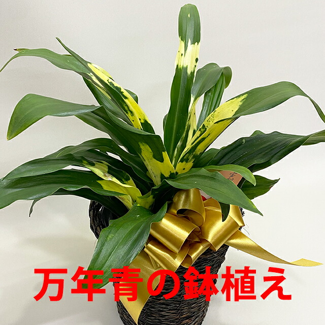 楽天市場】万年青 オモト おもと 【 万年青の鉢植え 篭付き