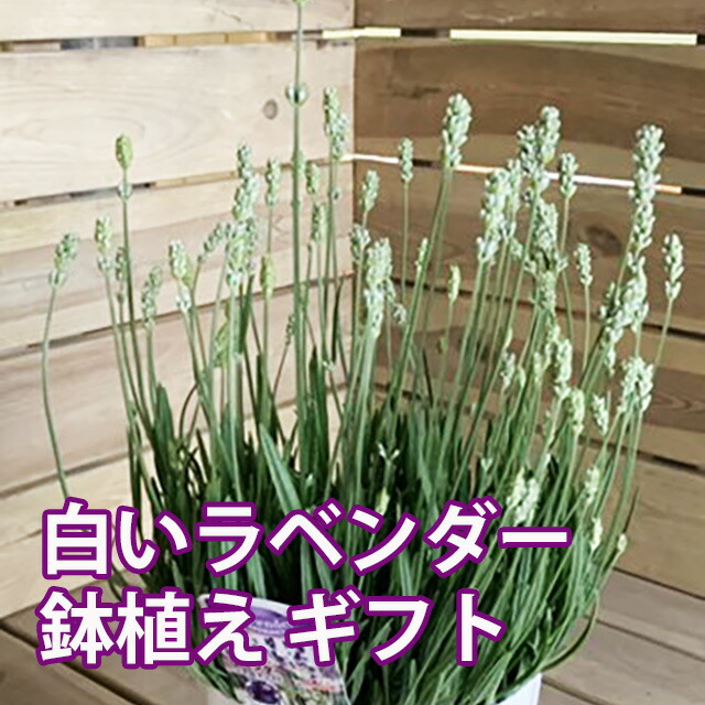 楽天市場】イングリッシュラベンダー 5寸 花鉢 ラベンダー 楽天市場】イングリッシュラベンダー 5寸 花鉢 ラベンダー