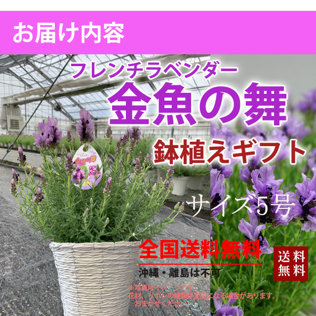 大特価 ラベンダー 花 ギフト 送料無料 22年 母の日 鉢植え 鉢 フレンチラベンダー 香り 育て方 苗 イングリッシュ 富良野 ポイント消化 100円 300円 500円 Qdtek Vn