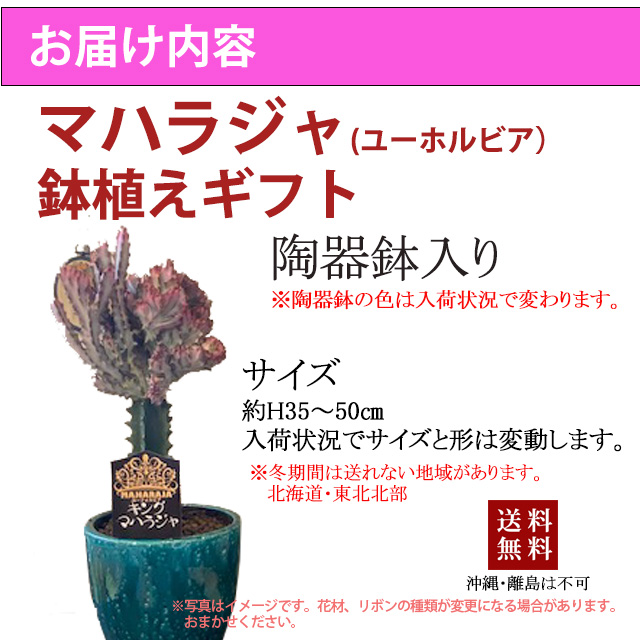 市場 ユーホルビア セット お中元 母の日 鉢 敬老の日 キングマハラジャ おしゃれ 多肉植物 マハラジャ ギフト 父の日 お彼岸 鉢植え