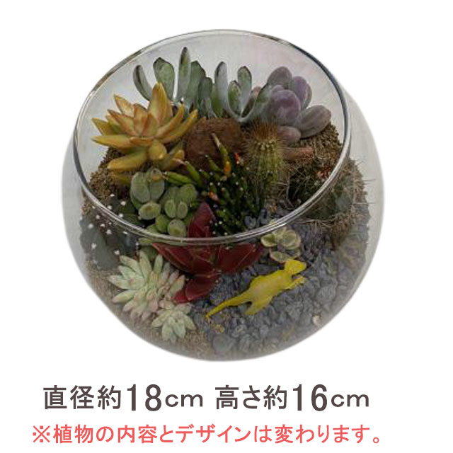 父の日 サボテン プレゼント オシャレ テラリウム 寄せ植え ハイドロカルチャー 丸 四角 サボテン 多肉植物 観葉植物 販売 珍しい 大型 インテリア 希少 オブジェ 花ギフト ポイント消化 100円 300円 500円 Korkmazmauritius Com