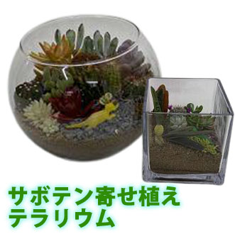 父の日 サボテン プレゼント オシャレ テラリウム 寄せ植え ハイドロカルチャー 丸 四角 サボテン 多肉植物 観葉植物 販売 珍しい 大型 インテリア 希少 オブジェ 花ギフト ポイント消化 100円 300円 500円 Educaps Com Br