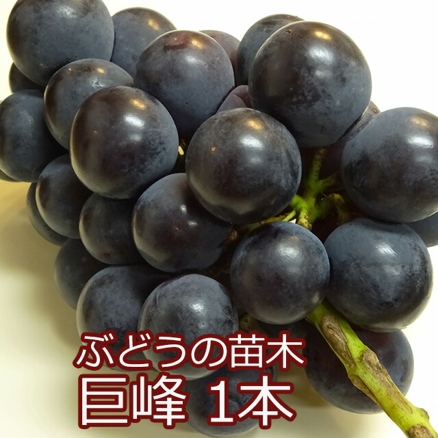 楽天市場】予約販売 ぶどう 苗 巨峰 10.5cmポット 葡萄 ブドウ 果樹苗