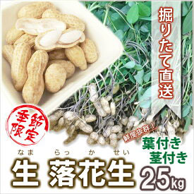 九十九里産 生落花生 大粒 おおまさり 5kg