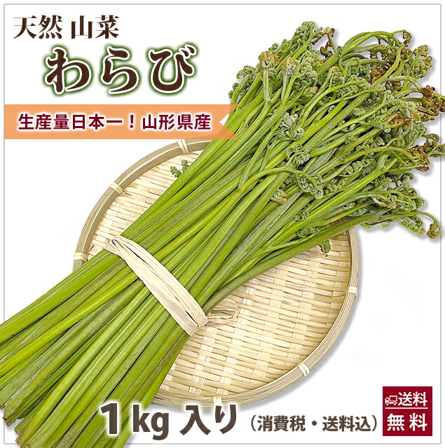 令和7年新物 山形県産わらび塩漬け20kg 天然山菜 わらびの塩漬け/1Kg 自然の恵み 予約販売 山形県飯豊