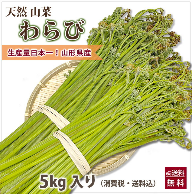 81 Off 山形県産 山菜 天然わらび 蕨 生ワラビ 生わらび 5kg 送料無料 天然 村山市 山形 ワラビ ワラビの採れる場所 漢字 レシピ ぜんまい 栄養 農産物 ワラビのアク抜き重曹 ワラビのあく抜き方法 わらびもち ワラビー わらび保存 Sferavisia Hr